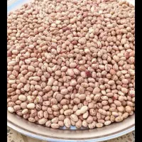 لوبیا چیتی|عمده‌فروشی|زالیان, |دیوار