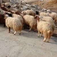 فروش سی بره صادراتی|حیوانات مزرعه|هندمینی, |دیوار