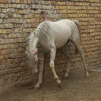 اسب|اسب و تجهیزات اسبسواری|جاپلق, |دیوار