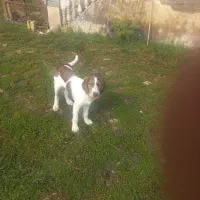 توله سگ شکاری موسمی نر|سگ|کوچصفهان, |دیوار