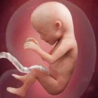 استخدام بانوان زوجها برای اهدا تخمک با درآمد