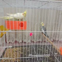 دو عدد عروس هلندی