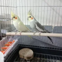 عروس هلندی بالغ