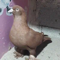 کبوتر ارکح مایا