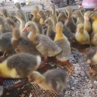 فروش ویژه انواع جوجه های یک روزه و بالغ