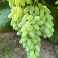 انگور عسگری پیکامی بی دانه
