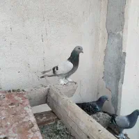 کبوتر ترکیه ای بازیکن صداکت دار|پرنده|اصفهان, باغ فدک|دیوار