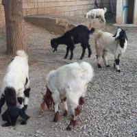 بزغاله جنس|حیوانات مزرعه|گنبد کاووس, |دیوار