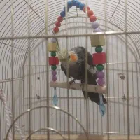 عروس هلندی نر سخنگو