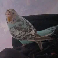 مرغ عشق