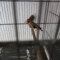 سهره دورگ نر جوجه قفس