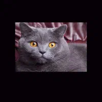 فروش فوری گربه نژاد دار|گربه|سمنان, |دیوار