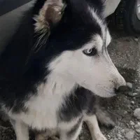 ساحلی سگ گمشده