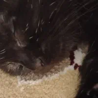 گربه دوماهه بازیگوش سالم|گربه|مشهد, شهید بصیر|دیوار