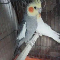 عروس هلندی نر سینامون|پرنده|قلعه نو, |دیوار