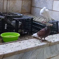 چند عدد کفتر،پلاکی،تزیینی|پرنده|قم, زنبیل آباد|دیوار