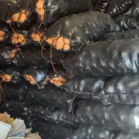 سیب زمینی مستقیم از اردبیل