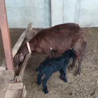 میش افشاری با شکم دوم با بره قره قزل ماده