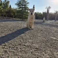 توله آلابای|سگ|رباطکریم, رباطکریم|دیوار