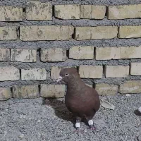 کوت عبدالله|پرنده|کارون, |دیوار