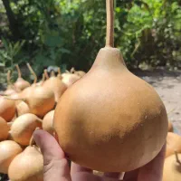 کدو گورد (gourd)|گل و گیاه طبیعی|تهران, زرگنده|دیوار