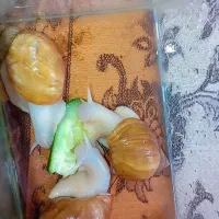 فروش حلزون سالم و کاربردی (زینتی، پرورشی و پوستی)|آرایشی، بهداشتی، درمانی|مشهد, رسالت|دیوار