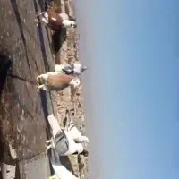 کبوتر|پرنده|قوچان, |دیوار