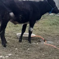 لیشه هلشتاین ۱۰ ماهه|حیوانات مزرعه|گوراب زرمیخ, |دیوار