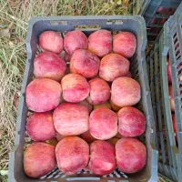 سیب قرمز فله|حراج|پیرانشهر, |دیوار