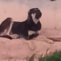 توله ولی هیکلی گله ای نگبان سفت