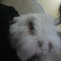 خرگوش لوپ هندی بازیگوش|موش و خرگوش|ایلام, |دیوار