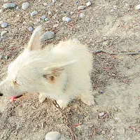 سگ تربیت شده عالی