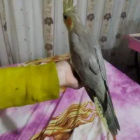 جوجه تازه دونخور دوماهه|پرنده|قم, هفت تیر|دیوار