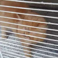 گربه پرشین|گربه|گنبد کاووس, |دیوار