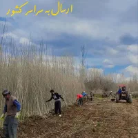 نهال تضمینی و با کیفیت|خدمات باغبانی و درختکاری|سنندج, |دیوار