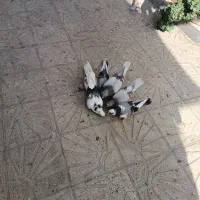 ۷ تا کفتر|پرنده|خاوران, |دیوار