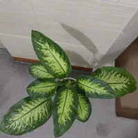 گل آپارتمانی  دیفن باخیا زیبا|گل و گیاه طبیعی|شهریار, شهریار|دیوار