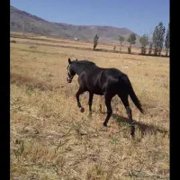 مادیان  ترک درشوری|اسب و تجهیزات اسبسواری|قیدار, |دیوار