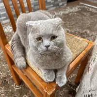 گربه اسکاتیش