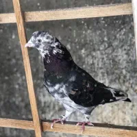 کبوتر دوتا عتیقه نسل قدیم|پرنده|نسیمشهر, |دیوار