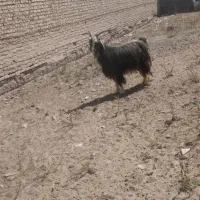 نر بز