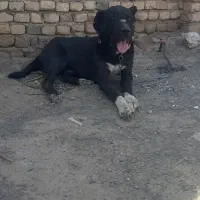 واگزاری سگ