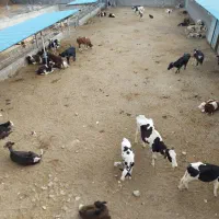 فروش گاوداری صنعتی