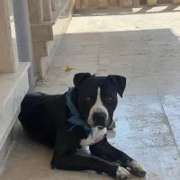 پیت بول سیاه