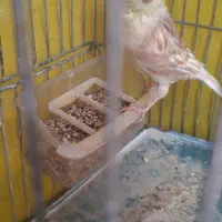 قناری نر|پرنده|ایلام, |دیوار