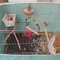 یک جفت فنج کینگ مولد|پرنده|تهران, سازمان برنامه جنوبی|دیوار