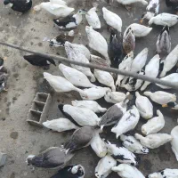 اردک محلی سالم برای فروش