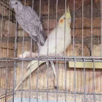 عروس هلندی مولد