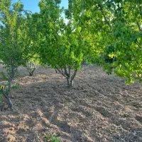 باغ-میوه-گلابی-سیب-تاکستان