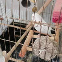 مرغ عشق  مولد سفید و آبی